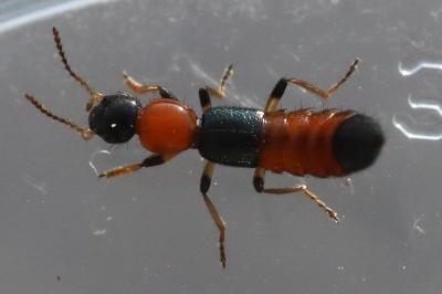 <i>Paederus littoralis</i>