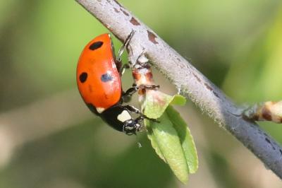 <i>Coccinella septempunctata</i>