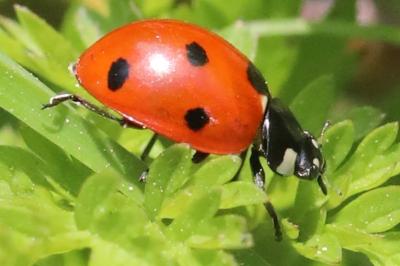 <i>Coccinella septempunctata</i>