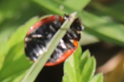 <i>Coccinella septempunctata</i>