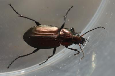 <i>Poecilus cupreus</i>