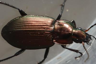 <i>Poecilus cupreus</i>