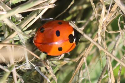 <i>Coccinella septempunctata</i>