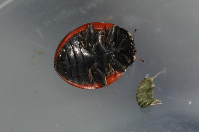 <i>Coccinella septempunctata</i>