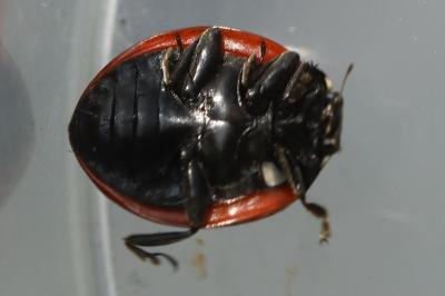 <i>Coccinella septempunctata</i>