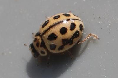 <i>Tytthaspis sedecimpunctata</i>