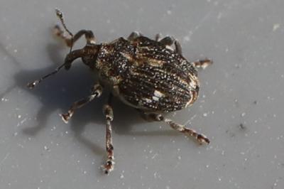 <i>Nedyus quadrimaculatus</i>