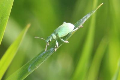 <i>Polydrusus planifrons</i>