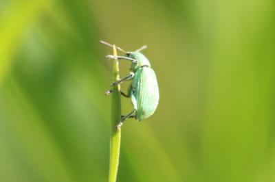 <i>Polydrusus planifrons</i>