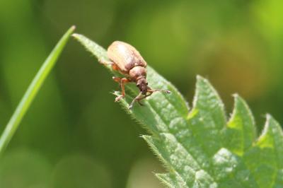 <i>Phyllobius pyri</i>