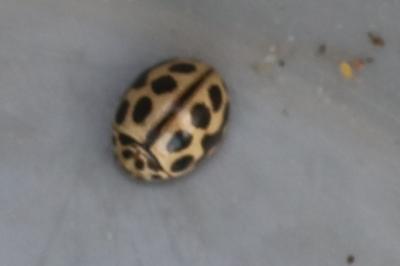 <i>Tytthaspis sedecimpunctata</i>