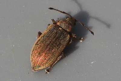 <i>Phyllobius pyri</i>