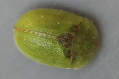 <i>Cassida rubiginosa</i>