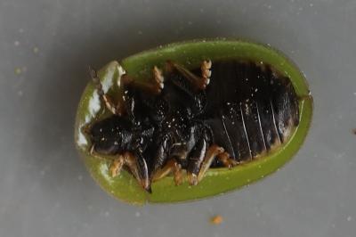 <i>Cassida rubiginosa</i>