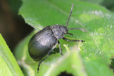 Galeruca luctuosa