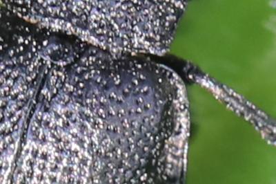 <i>Galeruca luctuosa</i>