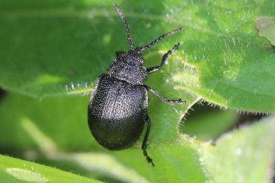 <i>Galeruca luctuosa</i>