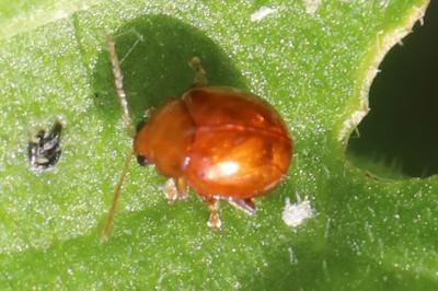 <i>Sphaeroderma</i>