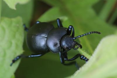 Timarcha tenebricosa