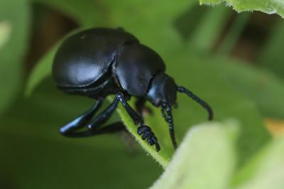 <i>Timarcha tenebricosa</i>