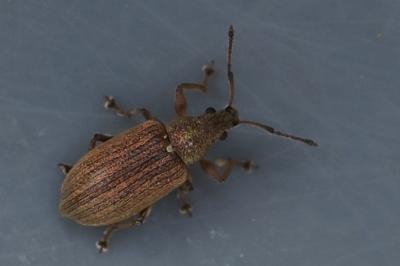 <i>Phyllobius pyri</i>