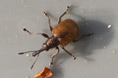 <i>Tatianaerhynchites aequatus</i>