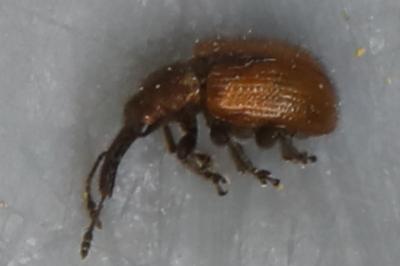 <i>Tatianaerhynchites aequatus</i>