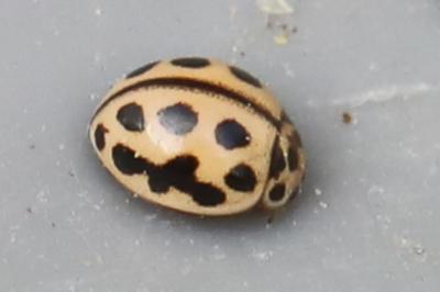 <i>Tytthaspis sedecimpunctata</i>