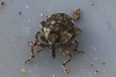 Nedyus quadrimaculatus