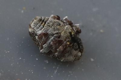Nedyus quadrimaculatus