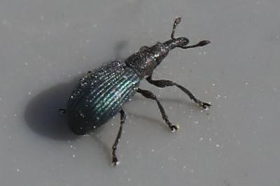 <i>Perapion violaceum</i>