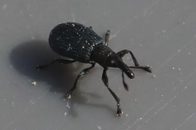 <i>Perapion violaceum</i>