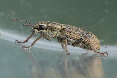 <i>Sitona</i>