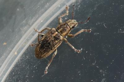<i>Sitona</i>