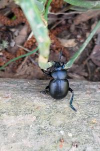 <i>Timarcha tenebricosa</i>