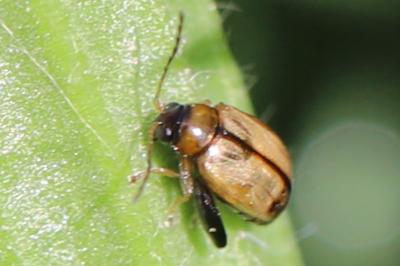 <i>Longitarsus</i>