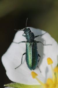 <i>Psilothrix viridicoerulea</i>