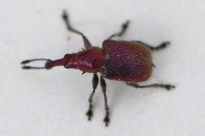 <i>Rhynchites auratus</i>
