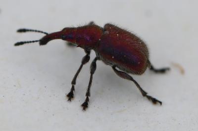 <i>Rhynchites auratus</i>