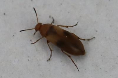 <i>Anaspis maculata</i>