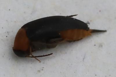 Mordellochroa abdominalis