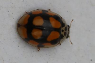<i>Adalia decempunctata</i>
