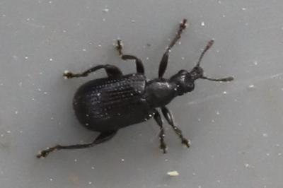 <i>Deporaus betulae</i>