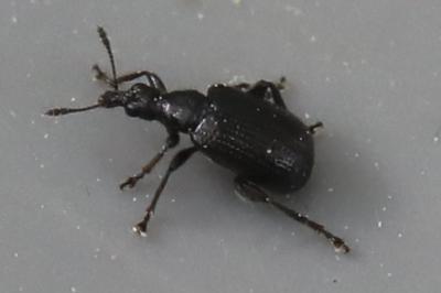 <i>Deporaus betulae</i>