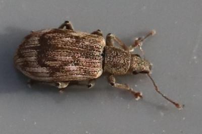 <i>Polydrusus tereticollis</i>
