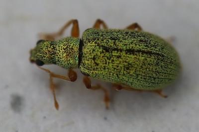 <i>Polydrusus pterygomalis</i>