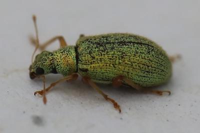 <i>Polydrusus pterygomalis</i>