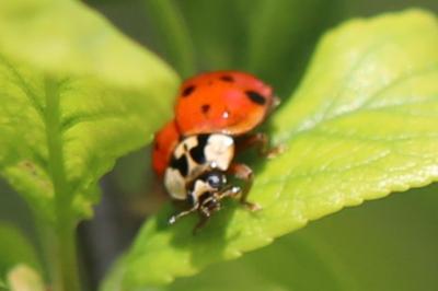 <i>Harmonia axyridis</i>