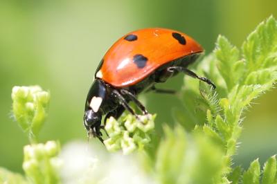 <i>Coccinella septempunctata</i>