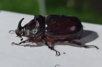 Scarabée rhinocéros européen